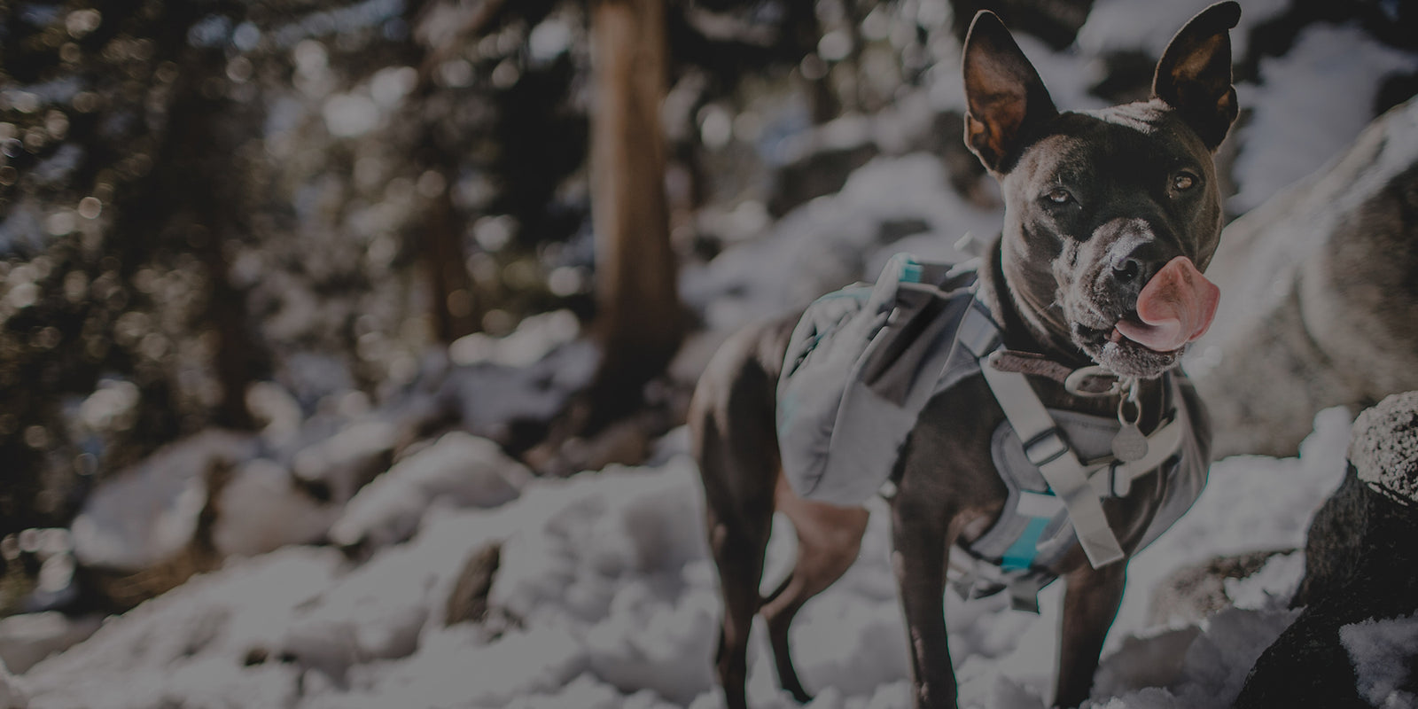 Dog Packs