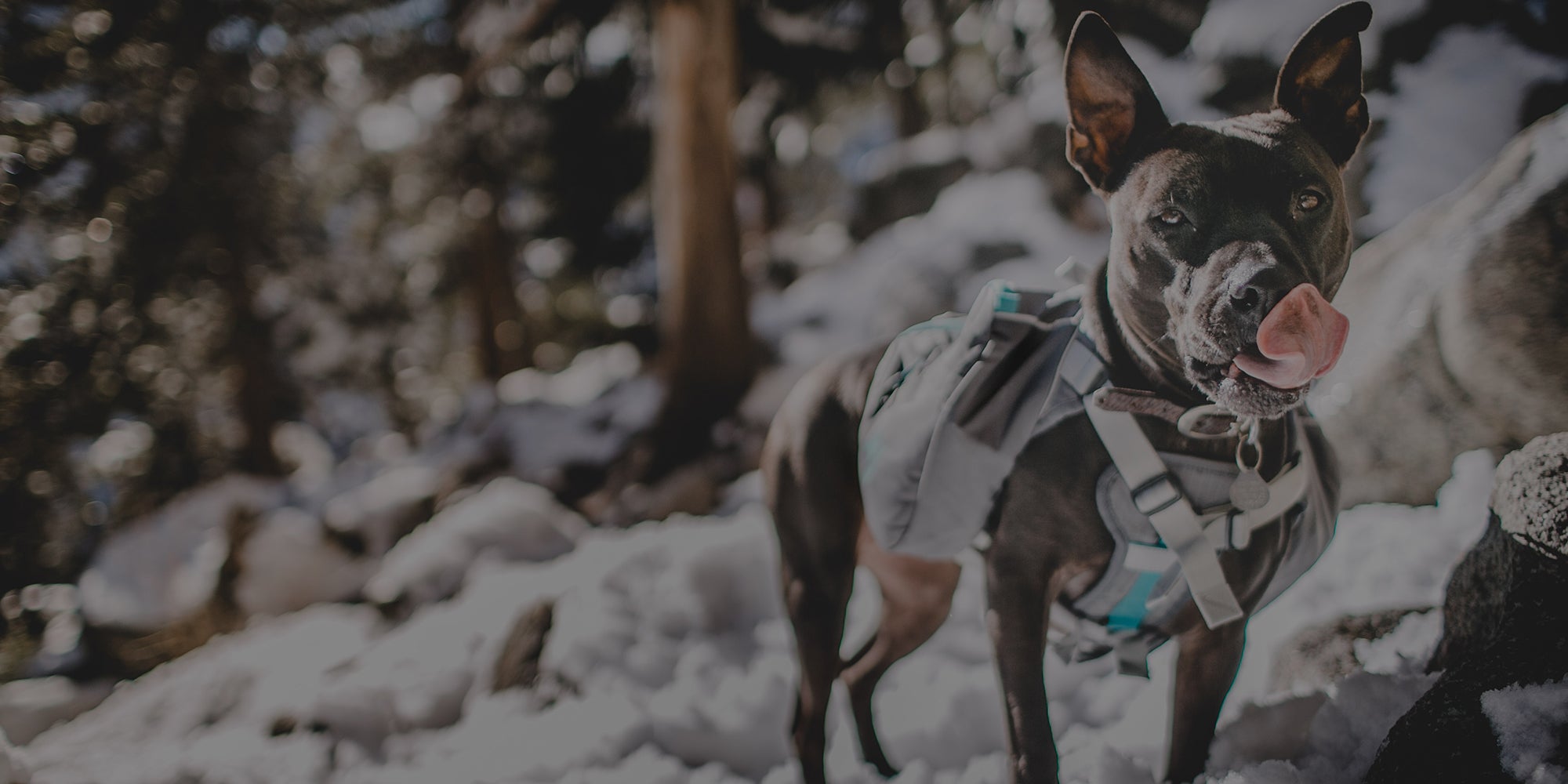 K9 packs, dog hiking gear, dog bed, dog travel bags - Mountainsmith