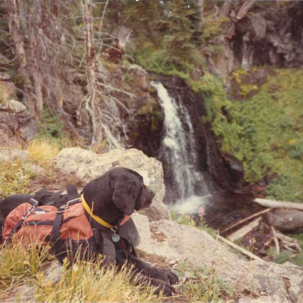 Dog by waterfall - dog pack